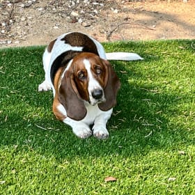 Mortimer