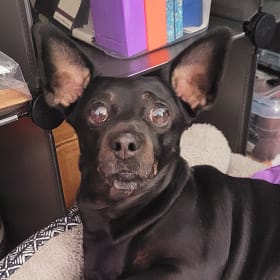 Pippa