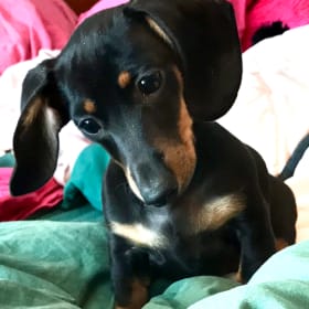 LeeLoo Shark