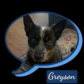 Greyson
