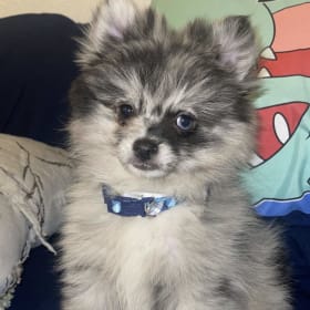 Meeko