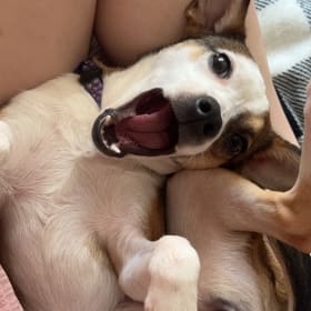 Lulu