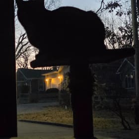 Salem the Cat
