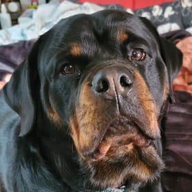 Starla