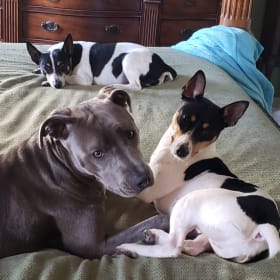 Lily Hank Nick