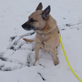 Laika