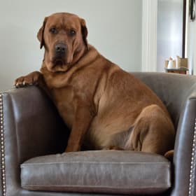 Bruno