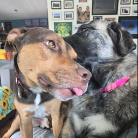 Rusty and evie