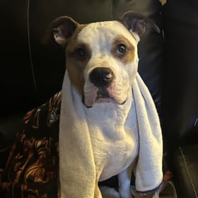 Scrappy