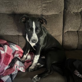 Rosie
