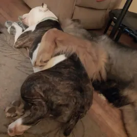 Titan is hugging Oakleigh