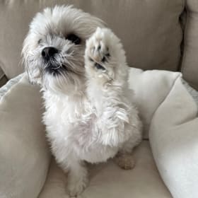 Ollie