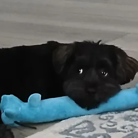 Teddy