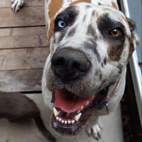 Daisy Mae