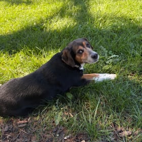 Seamus