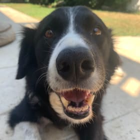 Sparky