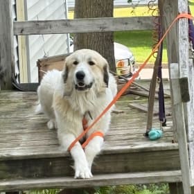 Otto