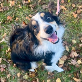 Marigold Honeysnacks