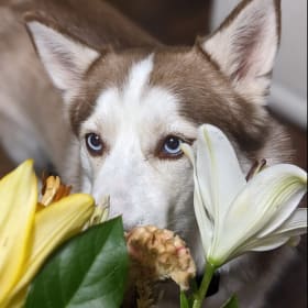 JUNO