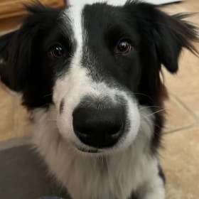 Milo