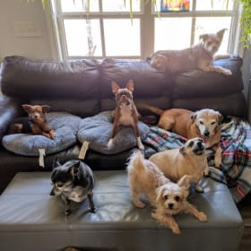 Harrison Gracie Archie Sandie Lyla Zuma Pippi