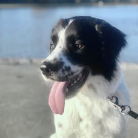 Zuri