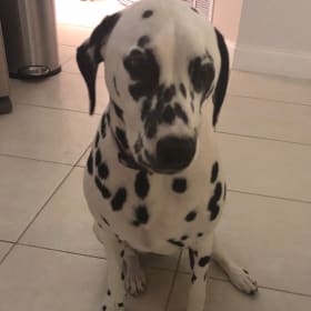 Dottie