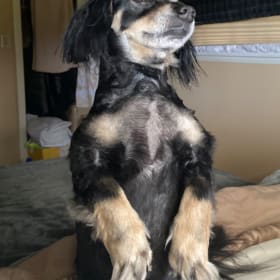 Oscar