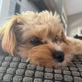 Maggie