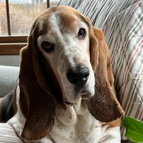 Buddy the British Basset Hound