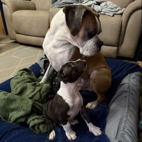 Rhino the boxer and Rambo the pitbull