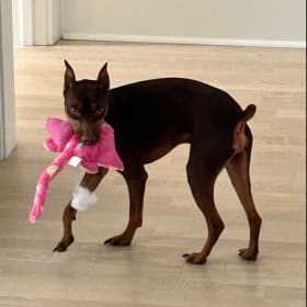 Scout