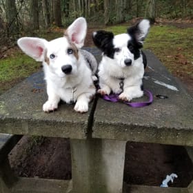 Orrca and Bruce