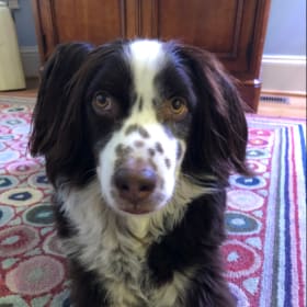 Archie