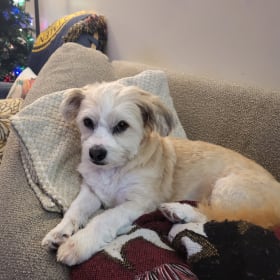 Benji