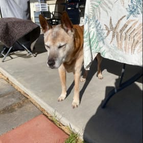 Ringo