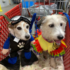 Charlie and Honey