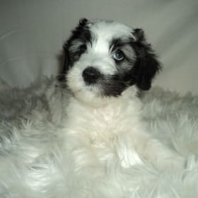 Xena
