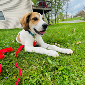 Auggie