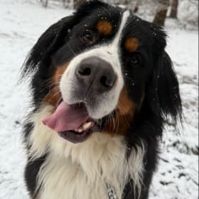 Balou