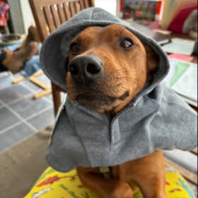 Buddy
