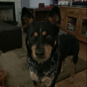 Maverick
