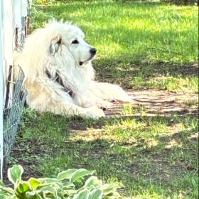 Daisy