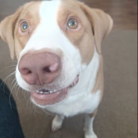 Elvis