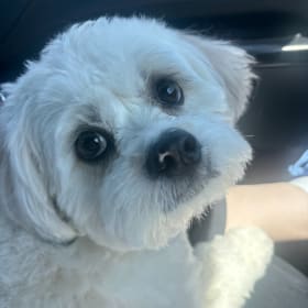 Daisy Mae