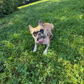 Mugsy Mabel