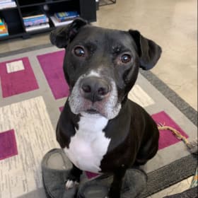 Domino