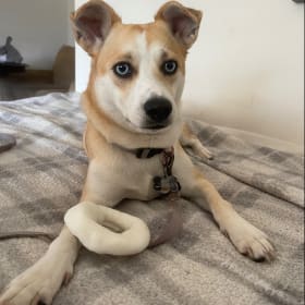 Nala