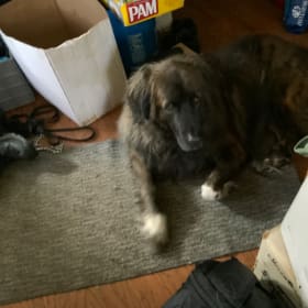 Bear