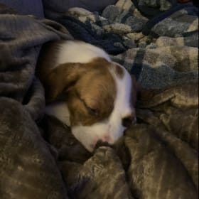 Once Upon a Baby Rocky